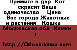 Примите в дар. Кот скрасит Ваше одиночество. › Цена ­ 0 - Все города Животные и растения » Кошки   . Московская обл.,Химки г.